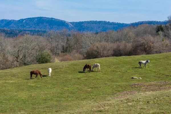 Uma Vista Cavalos Pastando Prado Com Colinas Próximas França Dia — Fotografia de Stock