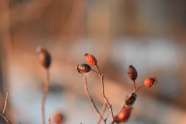 Primer Plano Rosa Mosqueta Seca Día Invierno — Foto de Stock