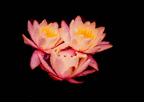 Ein Triplett Feuchter Rosafarbener Lotusblumen Isoliert Auf Pechschwarzem Hintergrund — Stockfoto