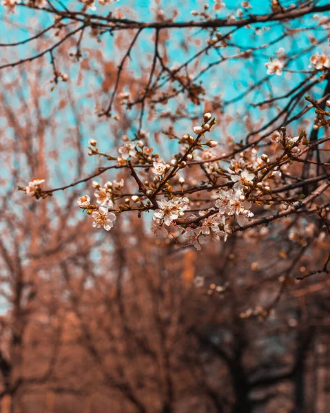 Ein Vertikaler Schuss Blühender Sakura Zweige — Stockfoto