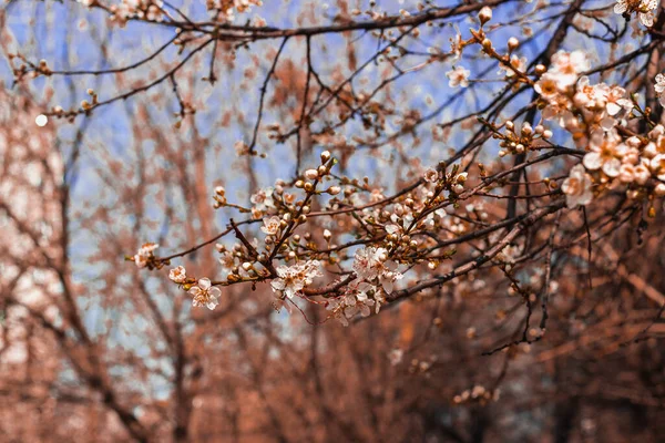 Enfoque Selectivo Las Ramas Florecientes Sakura —  Fotos de Stock