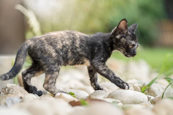 Eine Nahaufnahme Einer Kleinen Schwarzen Dünnen Katze Die Auf Einem — Stockfoto