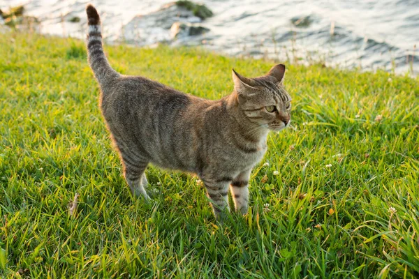 Closeup Cute Striped Domestic Cat Standing Grassy Ground Stock Picture