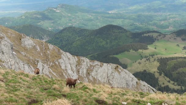 Rebaño Ovejas Las Montañas — Vídeos de Stock