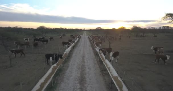 Een Beslag Koeien Het Veld — Stockvideo