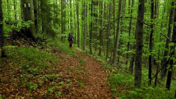 Zdjęcia Przystojnego Młodzieńca Trekking Górskim Lesie — Wideo stockowe