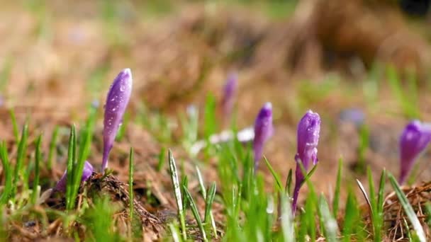 森の中の紫色のクロッカスの花 — ストック動画
