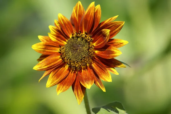 Sebuah Foto Close Dari Bunga Matahari Yang Indah Dengan Latar — Stok Foto