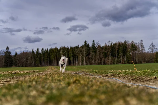 Cute Siberian Husky Running Field Autumn Countryside — Stock Photo, Image