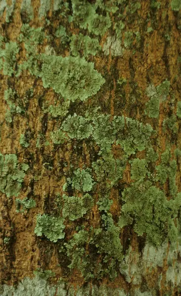 Pionowe Ujęcie Zielonego Mchu Pniu Drzewa — Zdjęcie stockowe