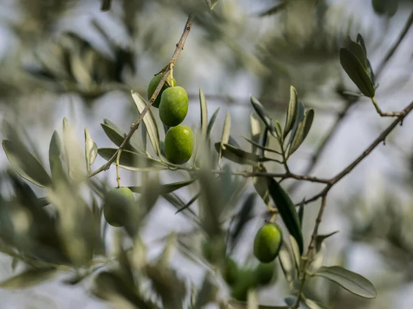 Μια Επιλεκτική Φωτογραφία Πράσινα Φρούτα Ελιάς Ένα Backgro Ουρανό — Φωτογραφία Αρχείου