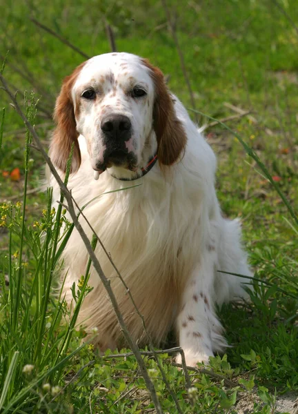 Disparo Vertical Perro Setter Inglés Sobre Fondo Borroso —  Fotos de Stock