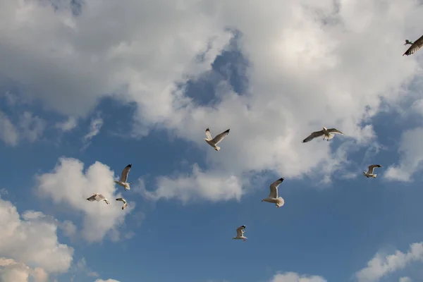 Een Lage Hoek Opname Van Meeuwen Vliegend Overheen Zee Van — Stockfoto