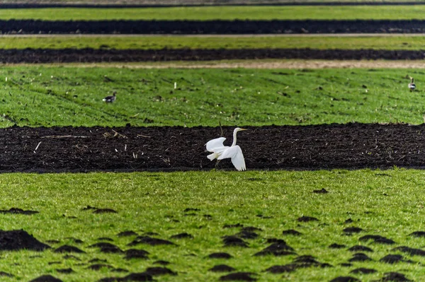 Uma Garça Branca Solitária Voando Sobre Campo — Fotografia de Stock