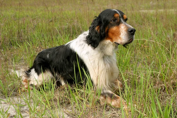 Крупный План Английской Собаки Сеттера Размытом Фоне — стоковое фото