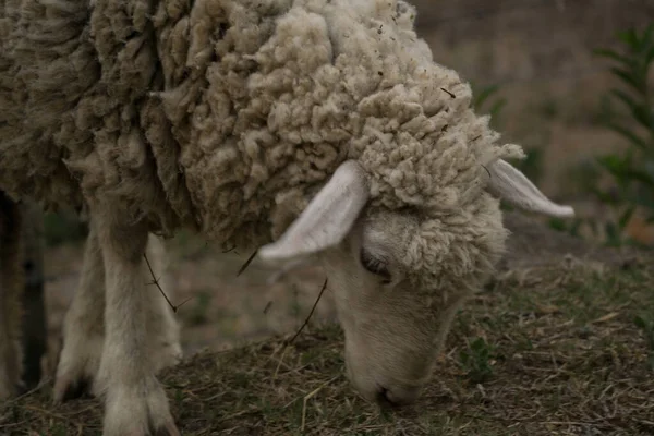 Close Beige Furry Lamb Eating Dry Plants — Stock Photo, Image