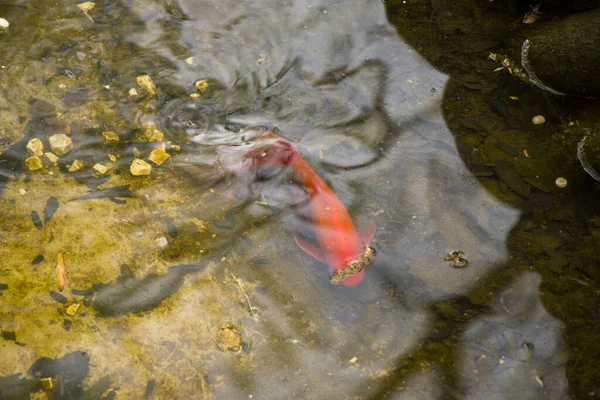 루지야 연못에서 헤엄치고 금붕어 — 스톡 사진