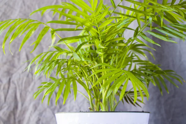 Una Palmera Maceta Chrysalidocarpus Lutescens Areca Planta Sobre Fondo Pared — Foto de Stock