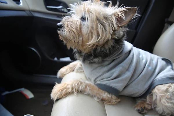 Ein Seichter Fokus Eines Yorkshire Terriers Mit Einem Grauen Kapuzenpullover — Stockfoto