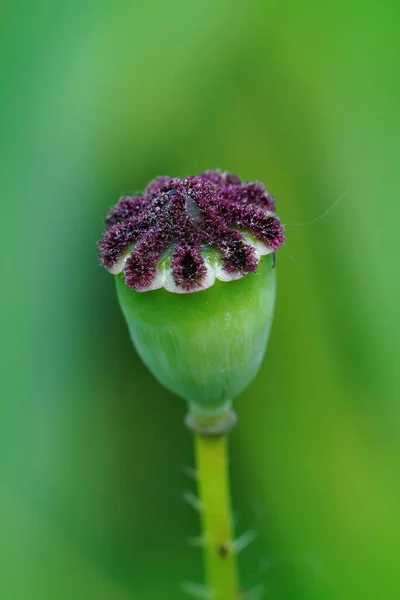 Zbliżenie Świeże Pudełko Nasion Czerwonych Maków Papaver Rheas Zielonym Tle — Zdjęcie stockowe