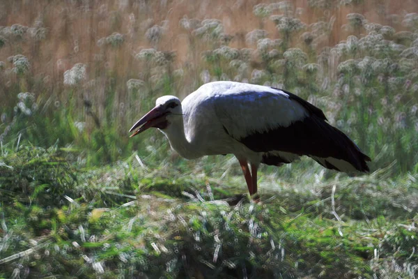 白いコウノトリが草の日当たりの良い畑にうずくまり 背景に花を咲かせます — ストック写真