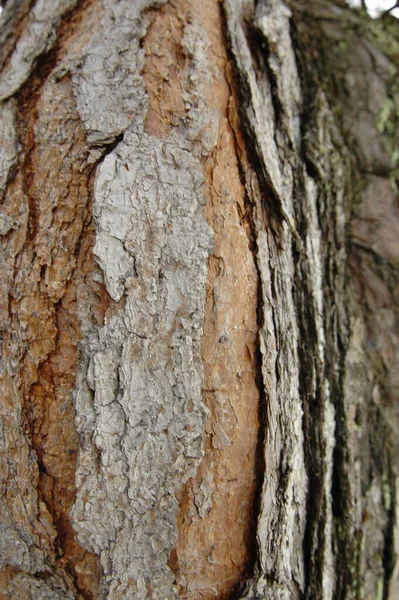 Tiro Vertical Casca Árvore — Fotografia de Stock