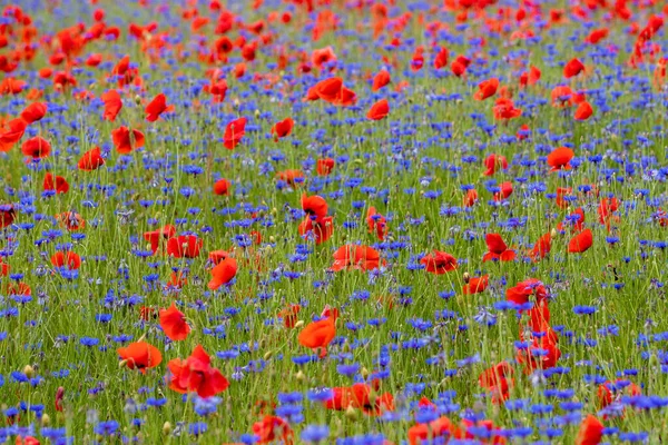 Uma Paisagem Com Flores Azuis Flores Papoula Campo — Fotografia de Stock