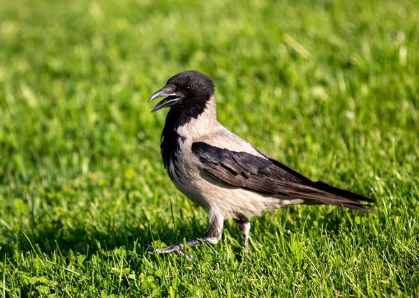 Tiro Pájaro Corvus Cornix Hierba — Foto de Stock