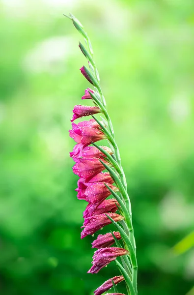 Tiro Vertical Uma Bela Flor Gladiolus Com Gotas Orvalho Sobre — Fotografia de Stock