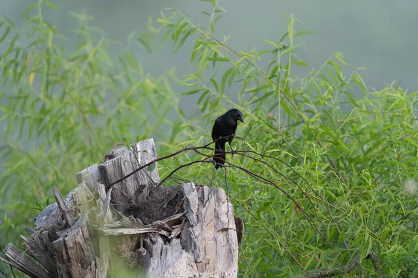 Ein Schwarzer Drongo Vogel Sitzt Auf Einem Dünnen Ast Einer — Stockfoto
