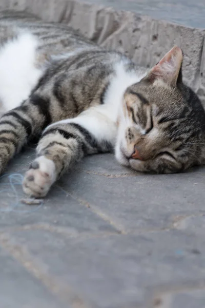 Soffice Gatto Tabby Grigio Sta Dormendo Terra Marocco — Foto Stock