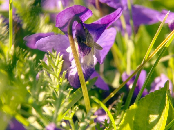 Makroaufnahme Einer Lila Blume Einem Grünen Feld Einem Sonnigen Tag — Stockfoto