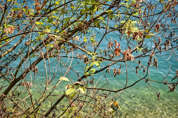 Close Galhos Árvore Com Folhas Verdes Uma Praia — Fotografia de Stock