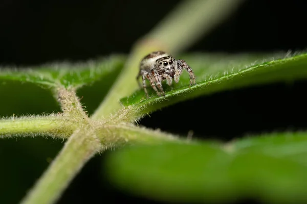 Yeşil Bir Bitkinin Üzerinde Duran Büyük Gözlü Zıplayan Örümceğin Yakın — Stok fotoğraf