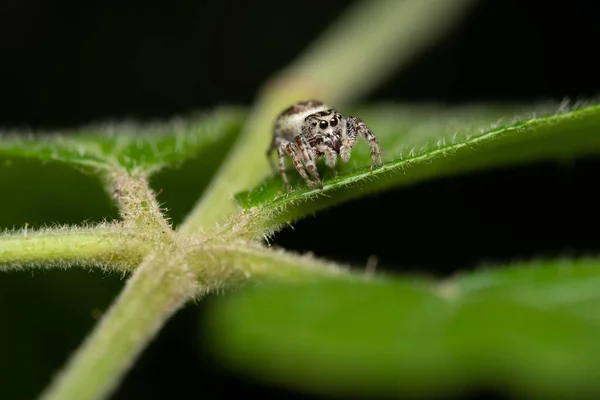 Primer Plano Jumping Spider Con Grandes Ojos Pie Sobre Una — Foto de Stock