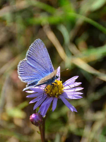 左官の花に青い蝶の垂直ショット — ストック写真