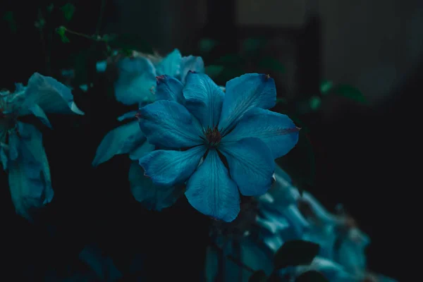 Eine Nahaufnahme Von Primelblumen Einem Garten — Stockfoto