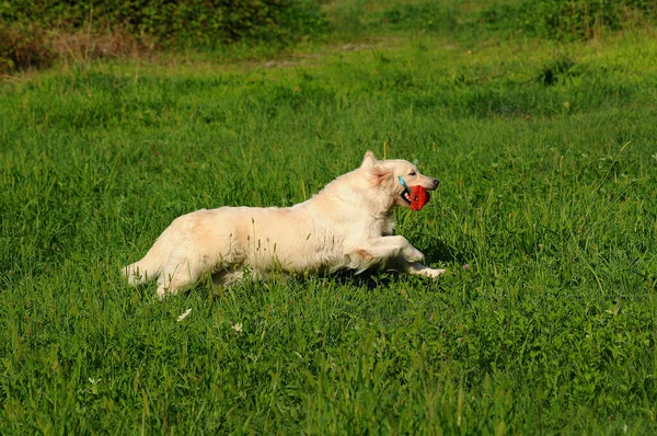 Een Schilderachtig Uitzicht Een Witte Golden Retriever Hond Buiten — Stockfoto