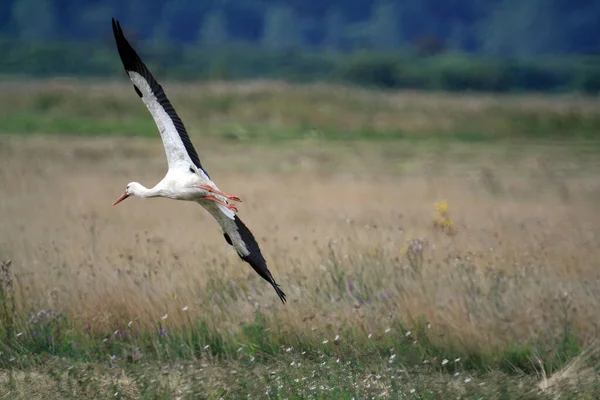 Een Selectieve Focusopname Van Een Witte Ooievaar Die Overdag Buiten — Stockfoto