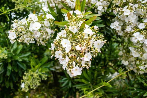 Laurel Montaña Floreciente Florece Garde — Foto de Stock