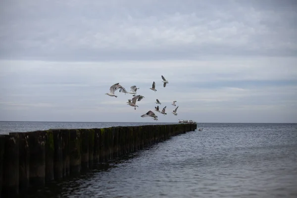 Una Vista Panorámica Las Aves Volando Sobre Océano Sobre Fondo — Foto de Stock