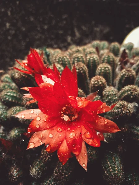 Disparo Vertical Una Flor Cactus Rojo Con Algunas Gotas Agua — Foto de Stock