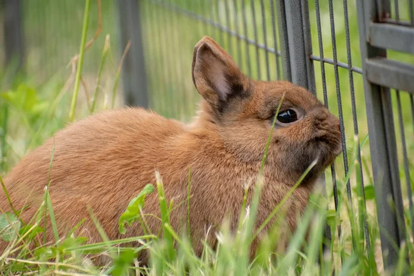 Otların Arasındaki Kahverengi Bir Tavşanın Sığ Odağı — Stok fotoğraf