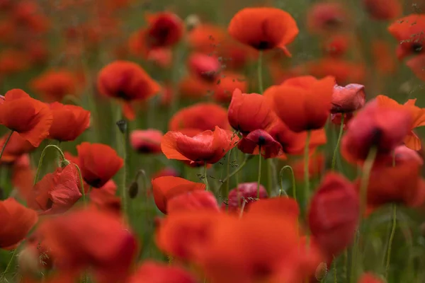 Tiro Foco Seletivo Campo Cheio Tulipas Vermelhas — Fotografia de Stock