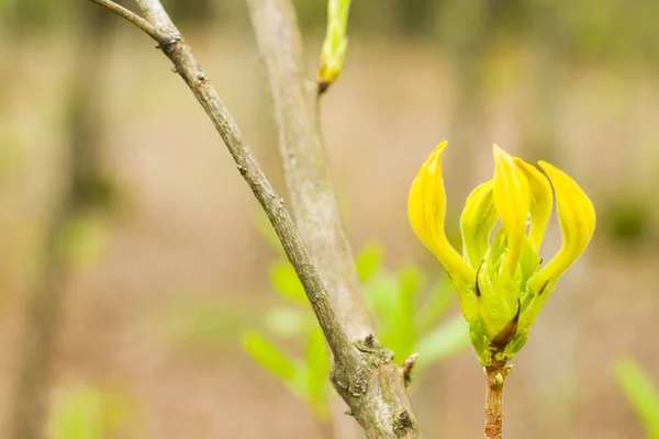 Closeup Shot Buds Tree Branches — Stock Photo, Image