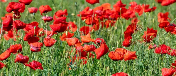 Paisaje Panorámico Con Amapolas Florecientes — Foto de Stock