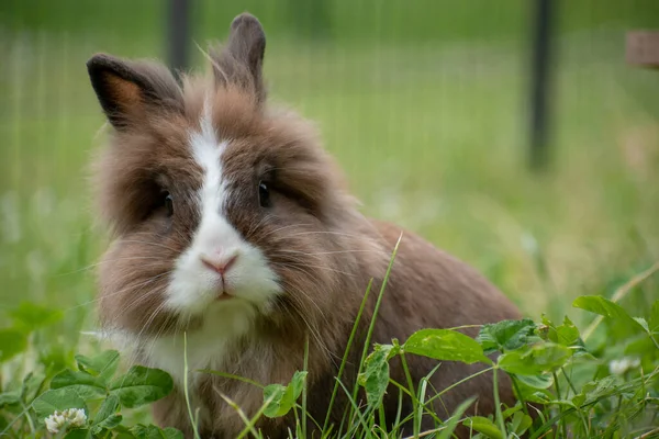 Portrait Fluffy Brown Rabbit Resting — Stock Photo, Image