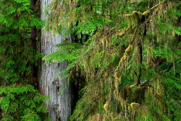 熱帯雨林トレイル 環太平洋国立公園 トフィーノ Bcカナダの木々のクローズアップショット — ストック写真