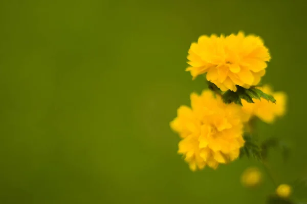 Gros Plan Belles Fleurs Souci — Photo