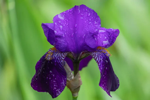 Closeup Beautiful Purple Iris Flower Dewdrops Blurred Green Background — Stock Photo, Image